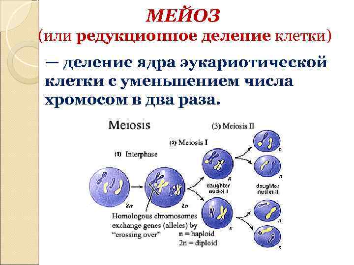 Диплоидная клетка это. Деление эукариотических клеток. Митоз. Мейоз деление клеток эукариот. Типы деления клеток эукариот. Деление клеток эукариот митоз.