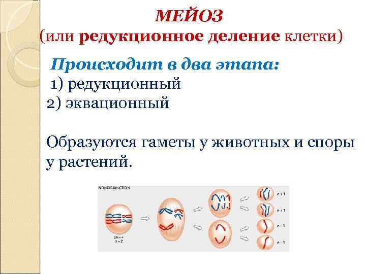 МЕЙОЗ (или редукционное деление клетки) Происходит в два этапа: 1) редукционный 2) эквационный Образуются