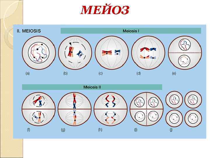 МЕЙОЗ 