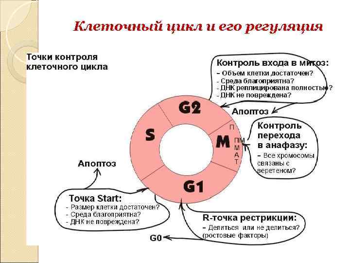 Контрольный цикл. Схема регуляции митотического цикла. Регуляция клеточного цикла кратко. Регуляция клеточного цикла таблица. Клеточный цикл, его фазы и регуляция..