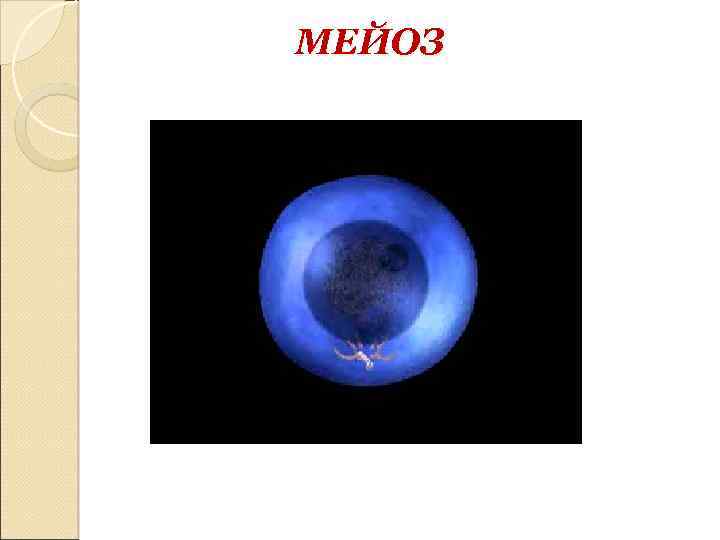 МЕЙОЗ 