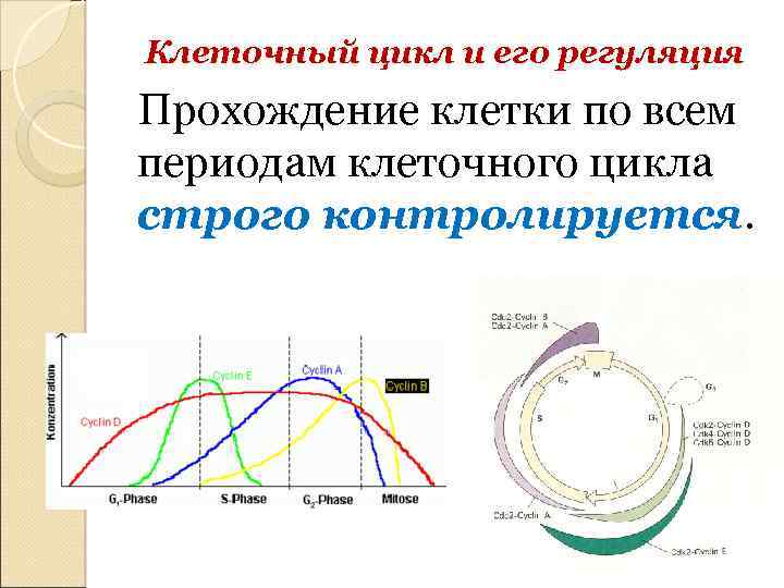 Клеточный цикл и его регуляция