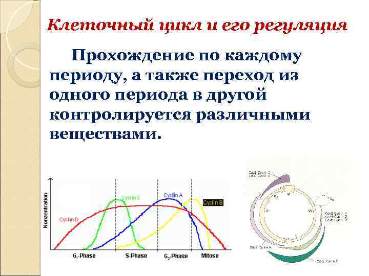 Клеточный цикл и его регуляция