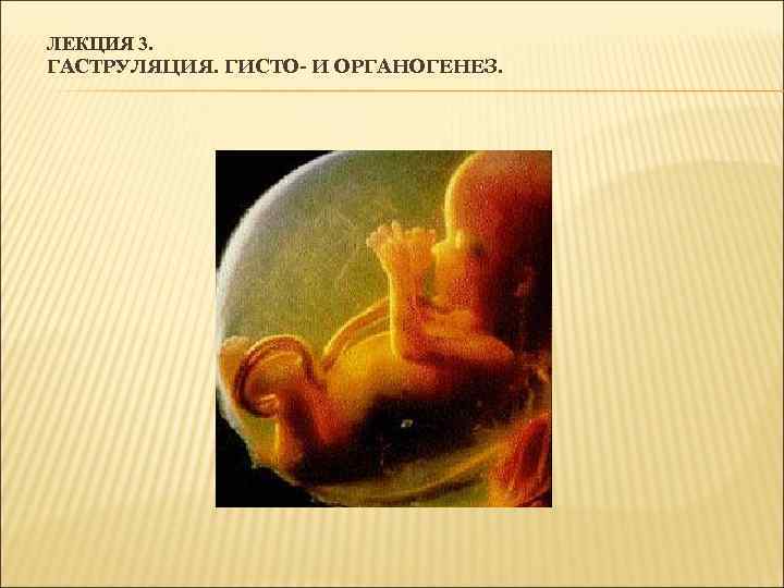 ЛЕКЦИЯ 3. ГАСТРУЛЯЦИЯ. ГИСТО- И ОРГАНОГЕНЕЗ. 
