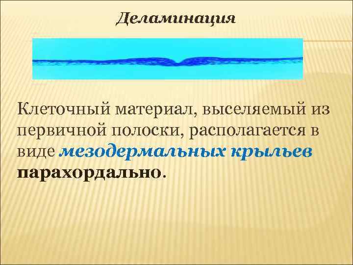 Деламинация Клеточный материал, выселяемый из первичной полоски, располагается в виде мезодермальных крыльев парахордально. 