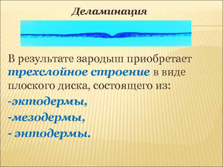 Деламинация В результате зародыш приобретает трехслойное строение в виде плоского диска, состоящего из: -эктодермы,