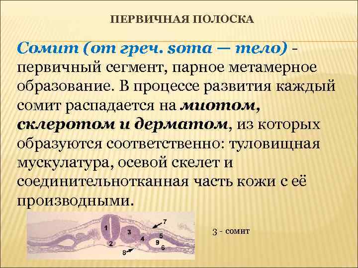 Тело первично. Дерматом сомита. Сомиты и спланхнотом. Мезодермальные сомиты. Сомиты образуются из.