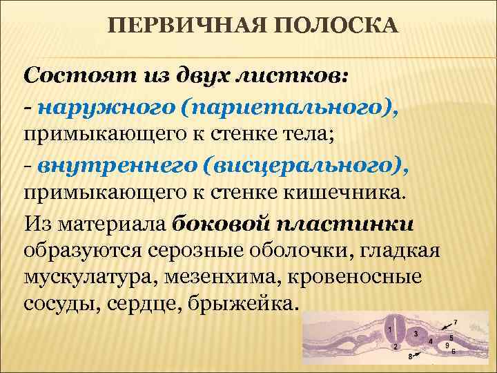 ПЕРВИЧНАЯ ПОЛОСКА Состоят из двух листков: - наружного (париетального), примыкающего к стенке тела; -