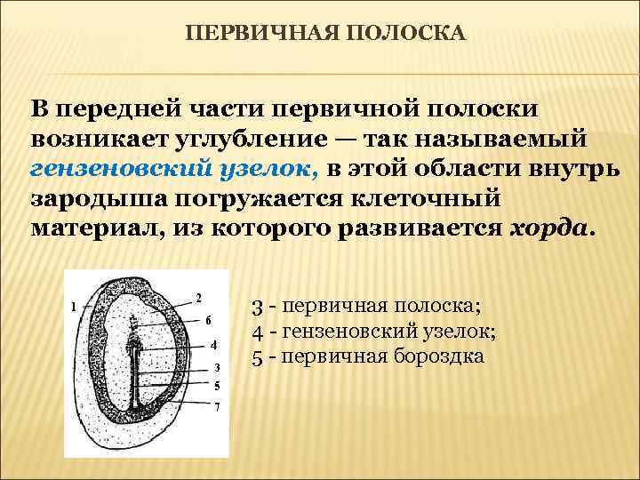 Клеточные процессы органогенеза