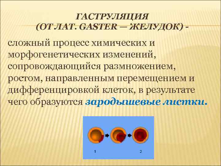 ГАСТРУЛЯЦИЯ (ОТ ЛАТ. GASTER — ЖЕЛУДОК) - сложный процесс химических и морфогенетических изменений, сопровождающийся