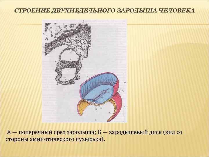 СТРОЕНИЕ ДВУХНЕДЕЛЬНОГО ЗАРОДЫША ЧЕЛОВЕКА А — поперечный срез зародыша; Б — зародышевый диск (вид