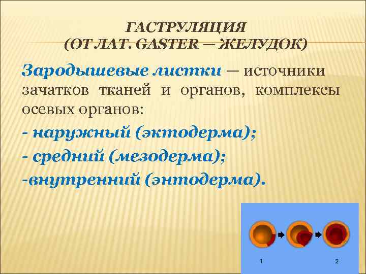 ГАСТРУЛЯЦИЯ (ОТ ЛАТ. GASTER — ЖЕЛУДОК) Зародышевые листки — источники зачатков тканей и органов,