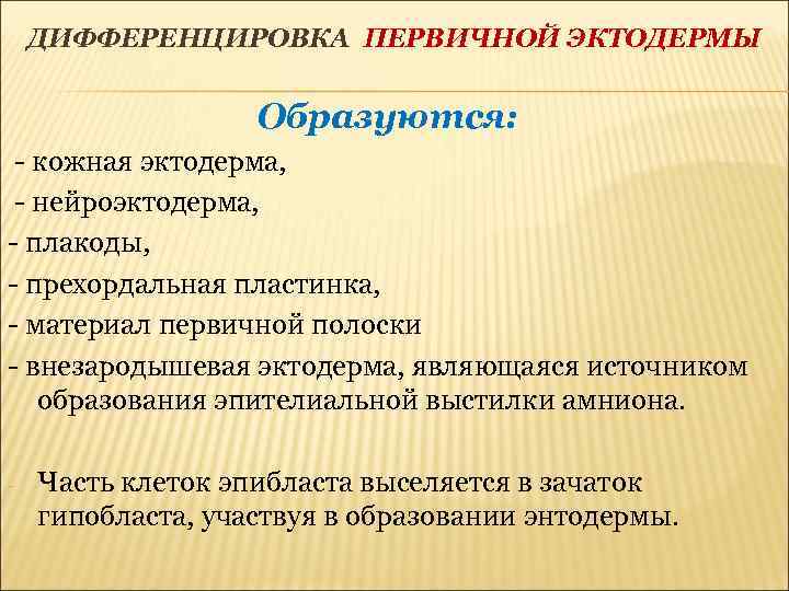 ДИФФЕРЕНЦИРОВКА ПЕРВИЧНОЙ ЭКТОДЕРМЫ Образуются: - кожная эктодерма, - нейроэктодерма, - плакоды, - прехордальная пластинка,