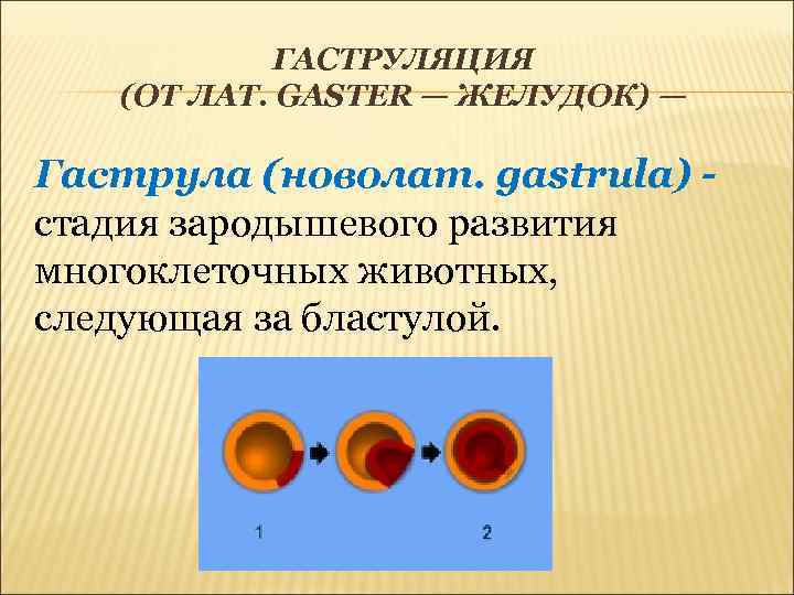 ГАСТРУЛЯЦИЯ (ОТ ЛАТ. GASTER — ЖЕЛУДОК) — Гаструла (новолат. gastrula) стадия зародышевого развития многоклеточных