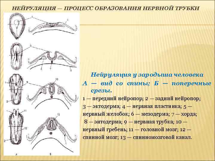 НЕЙРУЛЯЦИЯ — ПРОЦЕСС ОБРАЗОВАНИЯ НЕРВНОЙ ТРУБКИ Нейруляция у зародыша человека А — вид со