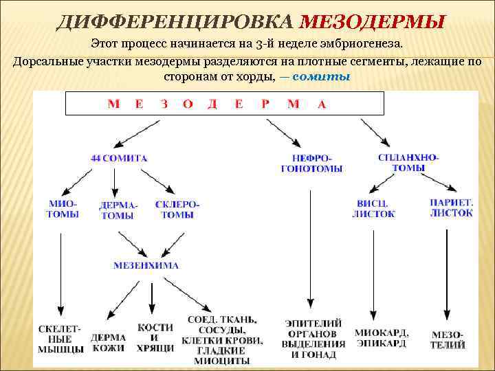 ДИФФЕРЕНЦИРОВКА МЕЗОДЕРМЫ Этот процесс начинается на 3 -й неделе эмбриогенеза. Дорсальные участки мезодермы разделяются