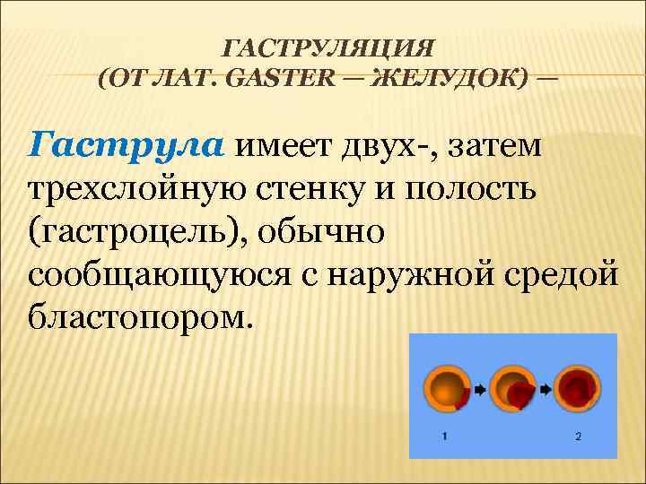 ГАСТРУЛЯЦИЯ (ОТ ЛАТ. GASTER — ЖЕЛУДОК) — Гаструла имеет двух-, затем трехслойную стенку и