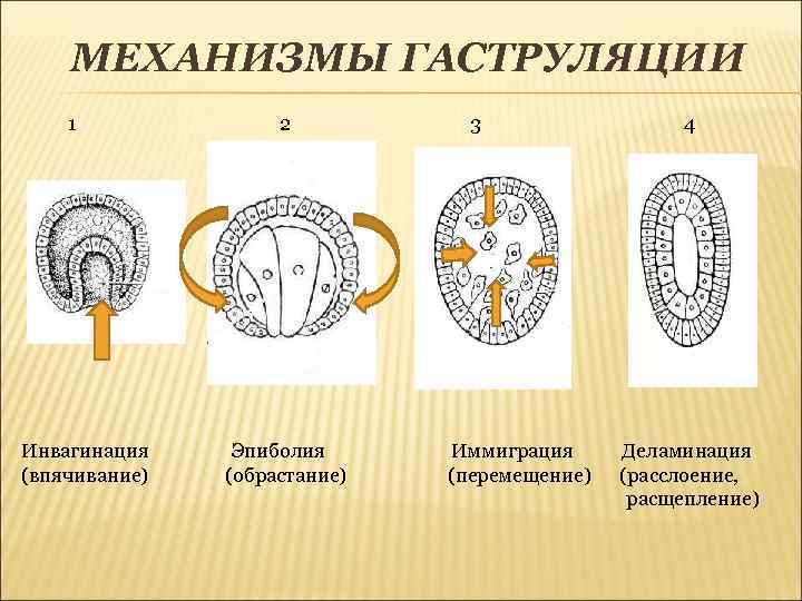 Гаструляция иммиграция рисунок