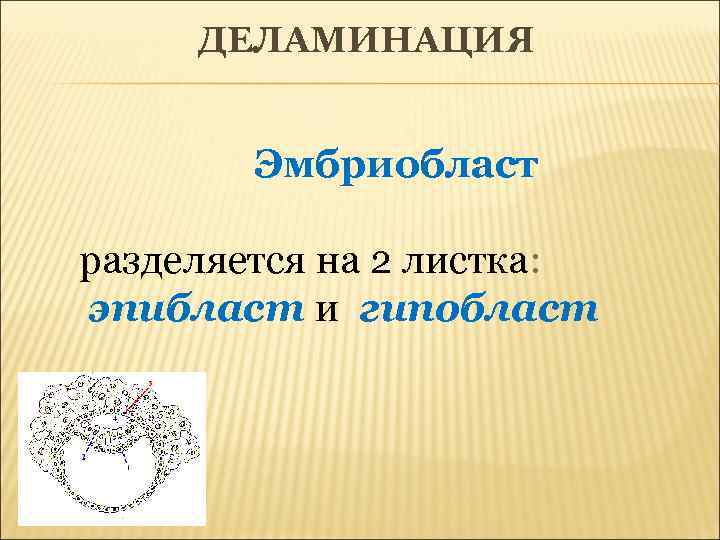 ДЕЛАМИНАЦИЯ Эмбриобласт разделяется на 2 листка: эпибласт и гипобласт 