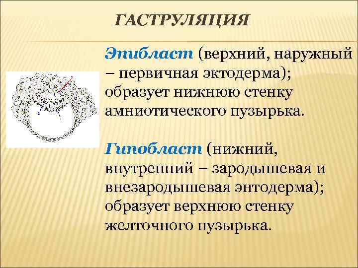 ГАСТРУЛЯЦИЯ Эпибласт (верхний, наружный – первичная эктодерма); образует нижнюю стенку амниотического пузырька. Гипобласт (нижний,