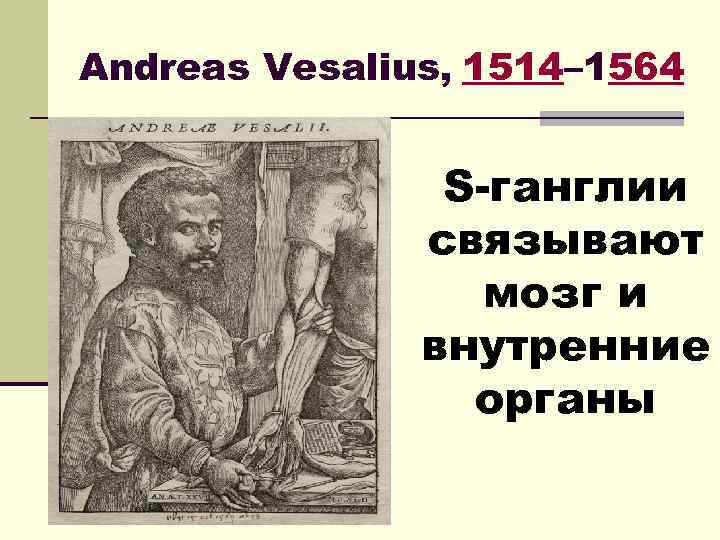Andreas Vesalius, 1514– 1564 S-ганглии связывают мозг и внутренние органы 