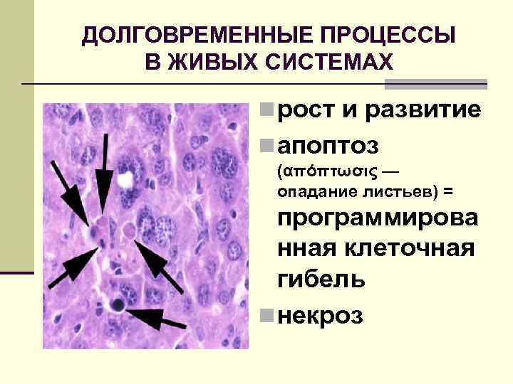 ДОЛГОВРЕМЕННЫЕ ПРОЦЕССЫ В ЖИВЫХ СИСТЕМАХ n рост и развитие n апоптоз (απόπτωσις — опадание