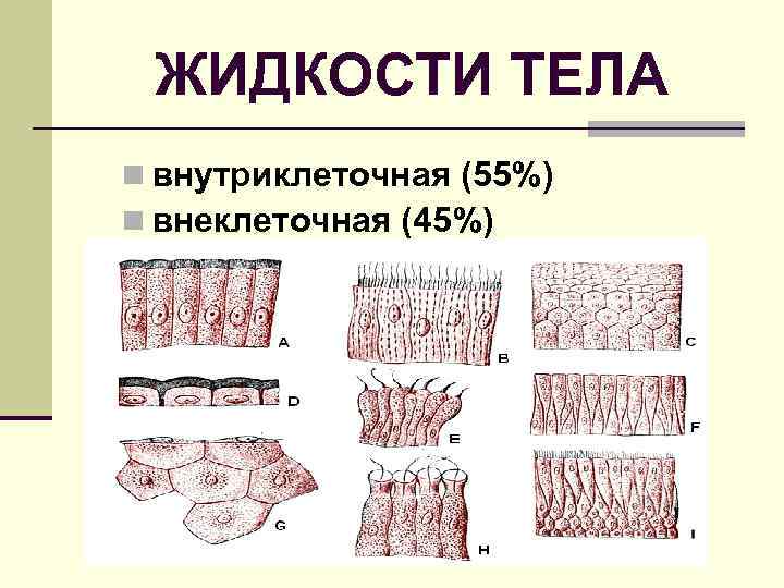 ЖИДКОСТИ ТЕЛА n внутриклеточная (55%) n внеклеточная (45%) 
