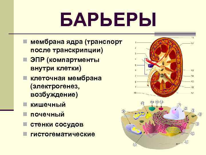 БАРЬЕРЫ n мембрана ядра (транспорт n n n после транскрипции) ЭПР (компартменты внутри клетки)