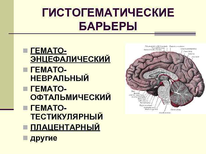 ГИСТОГЕМАТИЧЕСКИЕ БАРЬЕРЫ n ГЕМАТО- ЭНЦЕФАЛИЧЕСКИЙ n ГЕМАТОНЕВРАЛЬНЫЙ n ГЕМАТООФТАЛЬМИЧЕСКИЙ n ГЕМАТОТЕСТИКУЛЯРНЫЙ n ПЛАЦЕНТАРНЫЙ n