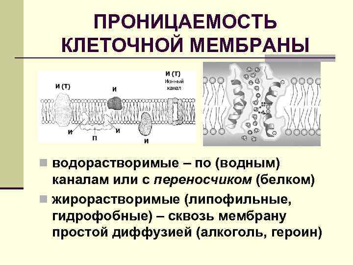 ПРОНИЦАЕМОСТЬ КЛЕТОЧНОЙ МЕМБРАНЫ n водорастворимые – по (водным) каналам или с переносчиком (белком) n