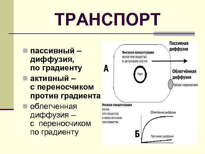 ТРАНСПОРТ n пассивный – диффузия, по градиенту n активный – с переносчиком против градиента