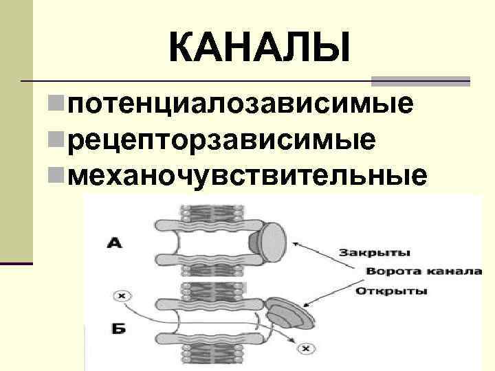 КАНАЛЫ nпотенциалозависимые nрецепторзависимые nмеханочувствительные 