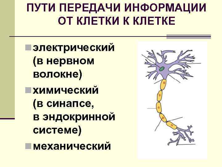 ПУТИ ПЕРЕДАЧИ ИНФОРМАЦИИ ОТ КЛЕТКИ К КЛЕТКЕ n электрический (в нервном волокне) n химический