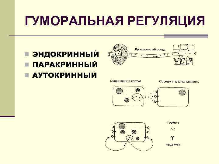 Гуморальный механизм