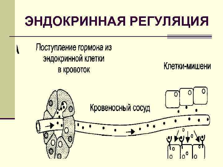 Регуляция эндокринной системы