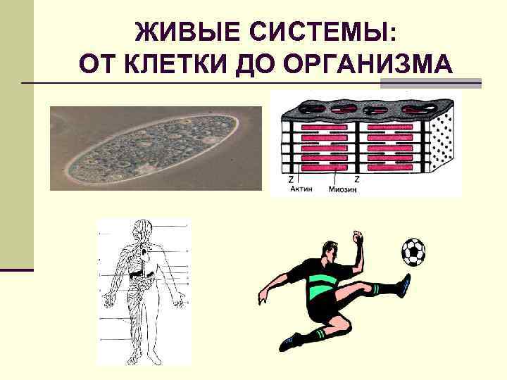 ЖИВЫЕ СИСТЕМЫ: ОТ КЛЕТКИ ДО ОРГАНИЗМА 