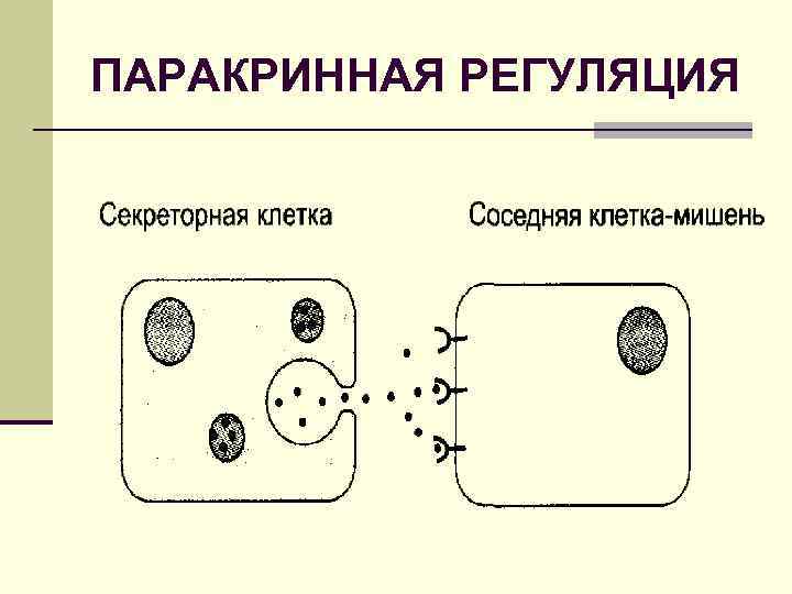 ПАРАКРИННАЯ РЕГУЛЯЦИЯ 