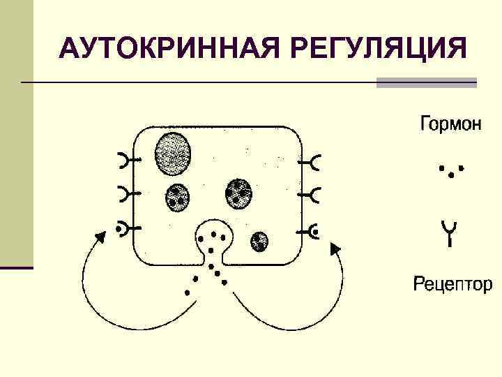 АУТОКРИННАЯ РЕГУЛЯЦИЯ 