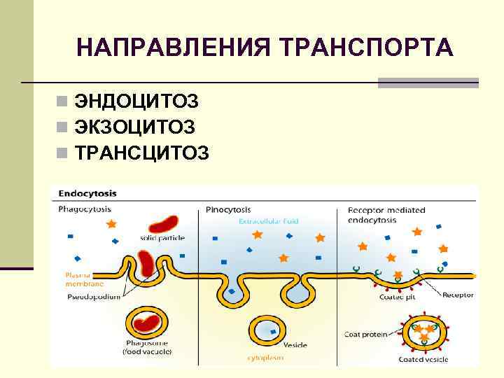 НАПРАВЛЕНИЯ ТРАНСПОРТА n ЭНДОЦИТОЗ n ЭКЗОЦИТОЗ n ТРАНСЦИТОЗ 