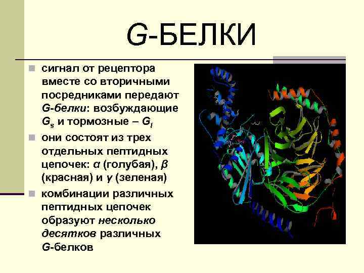 G-БЕЛКИ n сигнал от рецептора вместе со вторичными посредниками передают G-белки: возбуждающие Gs и