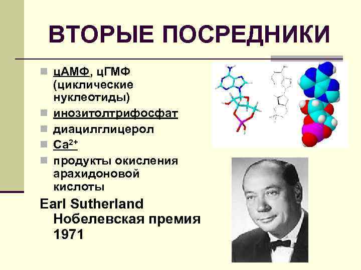 ВТОРЫЕ ПОСРЕДНИКИ n ц. АМФ, ц. ГМФ n n (циклические нуклеотиды) инозитолтрифосфат диацилглицерол Са