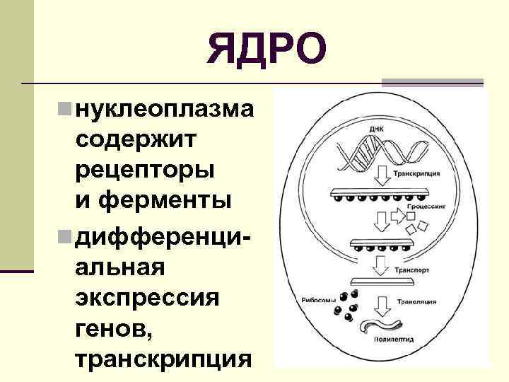 ЯДРО n нуклеоплазма содержит рецепторы и ферменты n дифференциальная экспрессия генов, транскрипция 