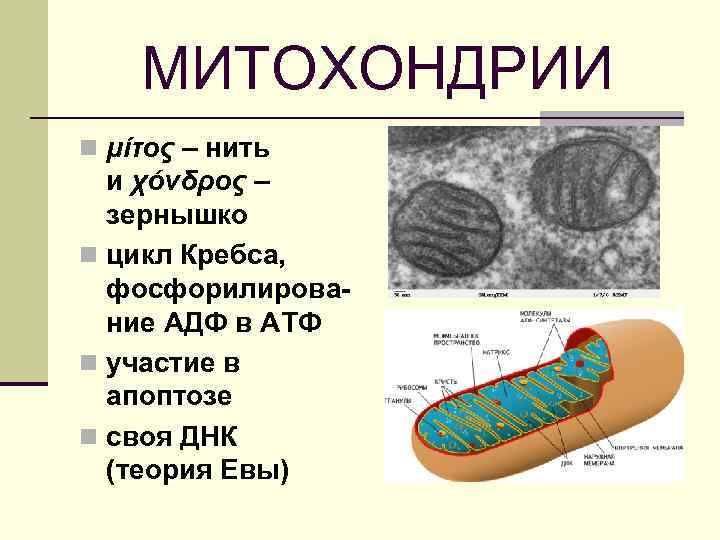 МИТОХОНДРИИ n μίτος – нить и χόνδρος – зернышко n цикл Кребса, фосфорилирование АДФ