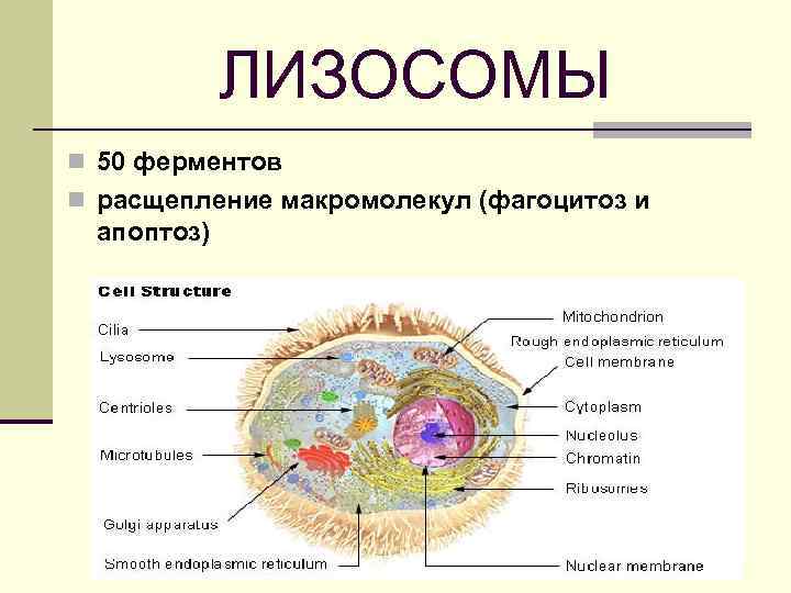 ЛИЗОСОМЫ n 50 ферментов n расщепление макромолекул (фагоцитоз и апоптоз) 