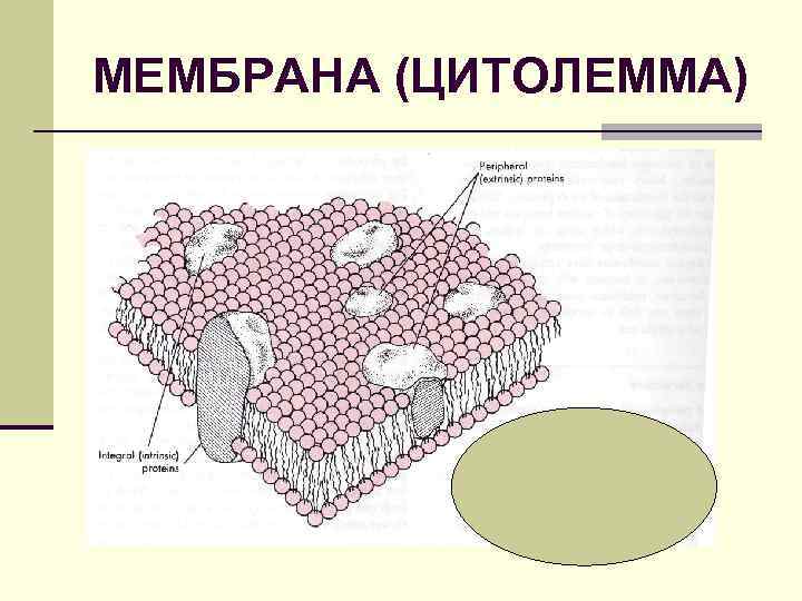 МЕМБРАНА (ЦИТОЛЕММА) 