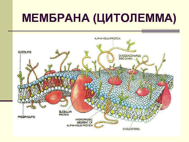 МЕМБРАНА (ЦИТОЛЕММА) 