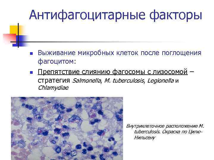 Антифагоцитарные факторы n n Выживание микробных клеток после поглощения фагоцитом: Препятствие слиянию фагосомы с