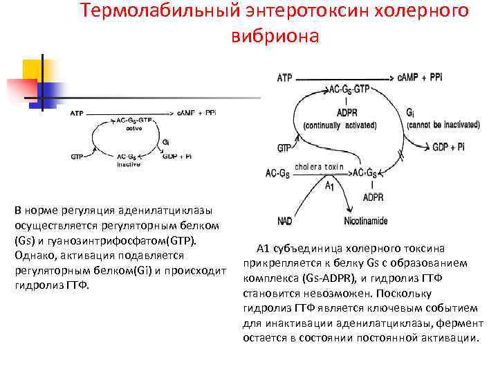 Термолабильный энтеротоксин холерного вибриона В норме регуляция аденилатциклазы осуществляется регуляторным белком (Gs) и гуанозинтрифосфатом(GTP).