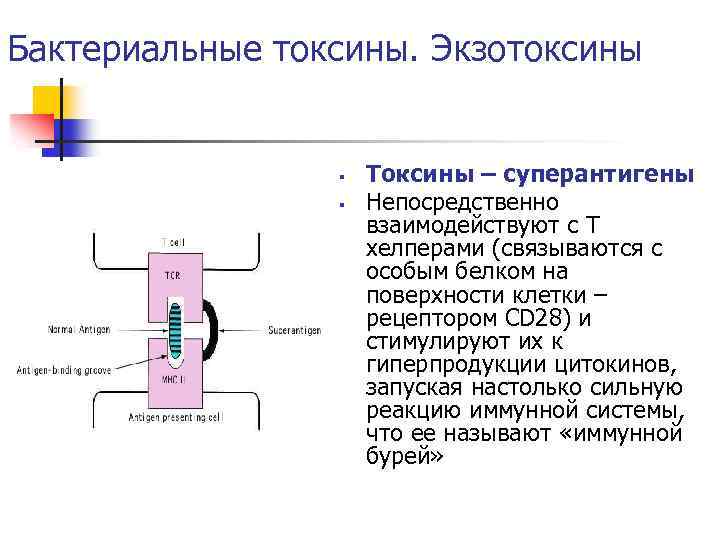 Бактериальные токсины. Экзотоксины § § Токсины – суперантигены Непосредственно взаимодействуют с Т хелперами (связываются