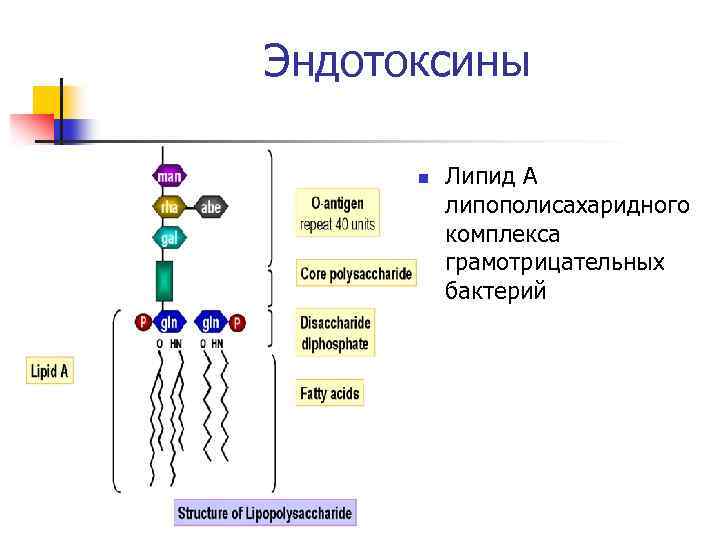 Эндотоксины n Липид А липополисахаридного комплекса грамотрицательных бактерий 